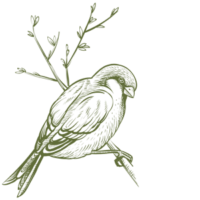 bird